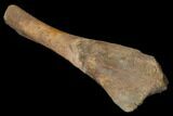 Edmontosaurus (Duck-Billed Dinosaur) Ulna Bone - Montana #129792-1